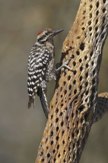 Ladder-backed Woodpecker (Dryobates scalaris), Arizona, USA