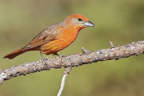 Hepatic Tanager (Piranga flava) perched on a branch in southern Arizona, USA