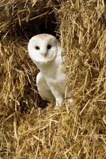 Western Barn Owl (Tyto alba)