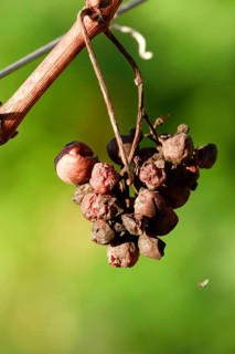 Grapes on the vine, November, Germany