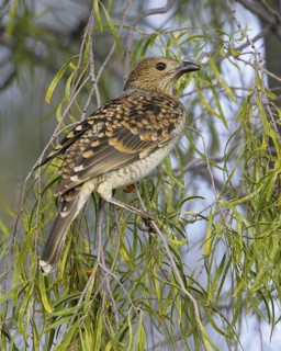 Spotted Bowerbird (Chlamydera maculata), Queensland, Australia