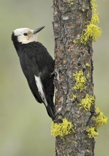 White-headed Woodpecker (Leuconotopicus albolarvatus), Oregon, USA