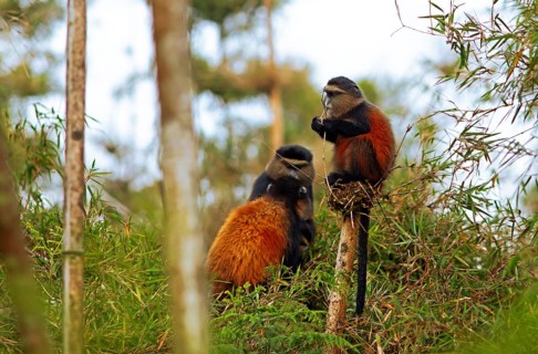 Golden monkeys (Cercopithecus mitis kandti) in the bamboo forest, Virunga Volcanic Mountains, Parc