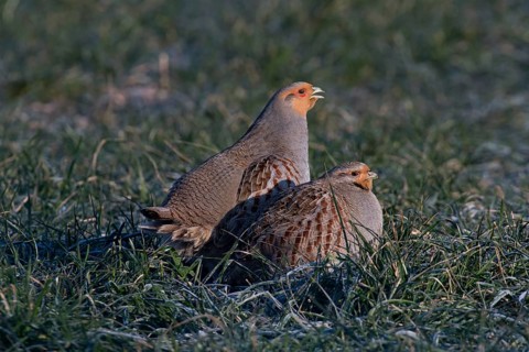 Grey Partridge (Perdix perdix), Thuringia, Germany