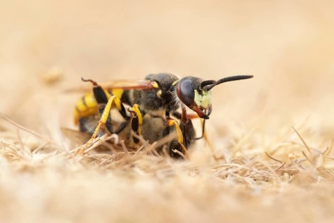 European bee wolf (Philanthus triangulum) adult solitary wasp insect carrying a Honey bee back to