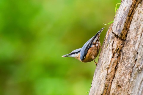 Eurasian nuthatch (Sitta europaea) sitting on an old wrotten tree trunk at a swamp, Bavaria,