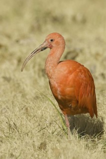 Scarlet Ibis (Eudocimus ruber), New Mexico, USA