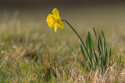 Yellow daffodil rises above green leaves. This moment takes place on the field. The light is soft.