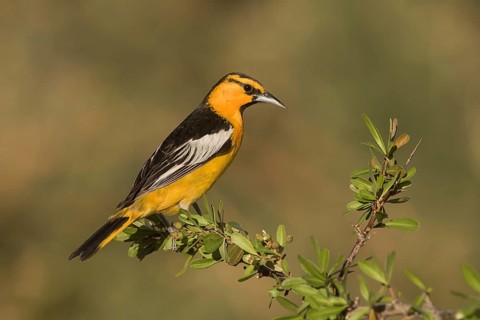 Bullock's Oriole (Icterus bullockii) male, California, USA