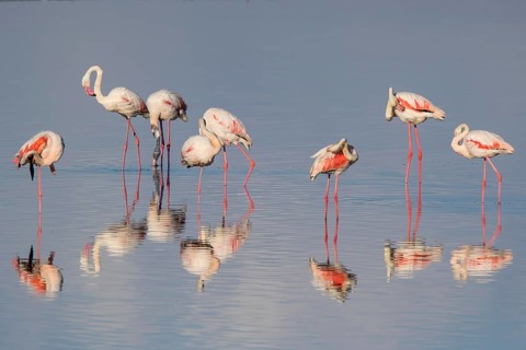 Greater Flamingo (Phoenicopterus roseus) group standing in shallow water, Lesvos, Greece