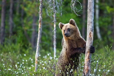 European brown bear (Ursus arctos), Europe, Scandinavia, Finland