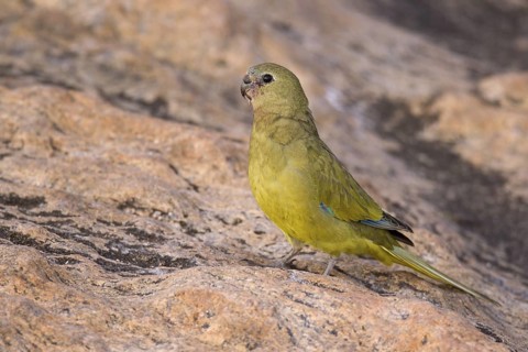 Rock Parrot (Neophema petrophila), Western Australia, Australia