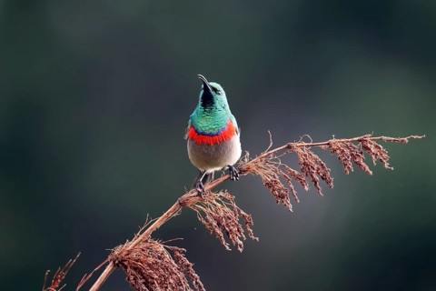 Cape Sunbird (Cinnyris chalybeus), adult, male, in perch, Kirstenbosch Botanical Gardens, Cape