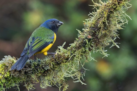 Black-chested Mountain-Tanager (Buthraupis eximia) perched on a branch in the Andes Mountains in