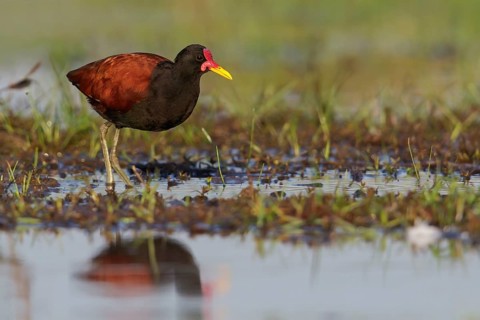 Wattled Jacana (Jacana jacana) perched on the ground in the Pantanal region of Brazil