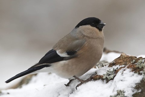 Eurasian Bullfinch (Pyrrhula pyrrhula) female, Rhineland-Palatinate, Germany