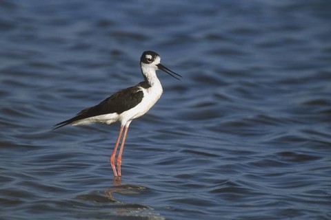 Black-necked Stilt (Himantopus mexicanus), Arizona, USA