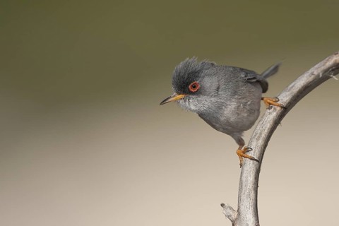 Balearic Warbler - Balearengrasmücke - Sylvia balearica, Mallorca, adult male