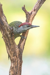 European Green Woodpecker (Picus viridis) curious juvenile climbing on snag, Aosta Valley, Italy