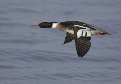 Red-breasted Merganser (Mergus serrator) male flying, Ohio, USA