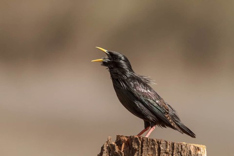 Spotless Starling (Sturnus unicolor), calling, Castile-La Mancha, Spain