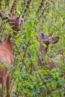 A female roe deer (Capreolus capreolus) and her fawn stand in a nettle thicket and eat the leaves