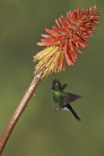 Tourmaline Sunangel (Heliangelus exortis), Ecuador