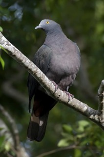 Christmas Imperial Pigeon (Ducula whartoni), Christmas Island, Australia