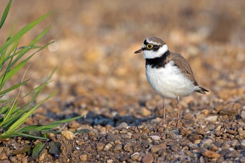 Little Ringed Plover (Charadrius dubius), Saxony-Anhalt, Germany
