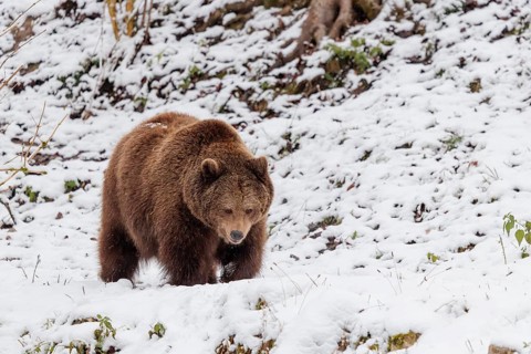 A Eurasian brown bear (Ursus arctos arctos) runs across a snow-covered meadow in hilly terrain.