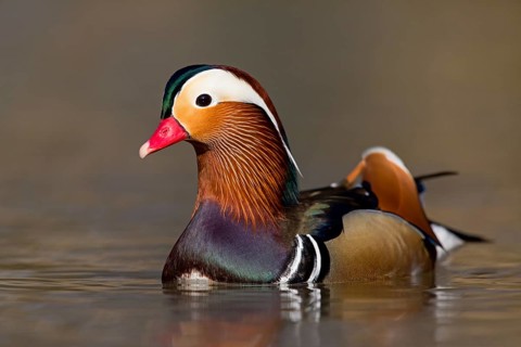 Mandarin duck, (Aix galericulata), animals, birds, duck birds, male, drake, forest park, Mannheim,
