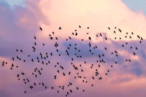 Flock of Starlings in flight at sunset over marshes, Common starling, Sturnus vulgaris, Devon,