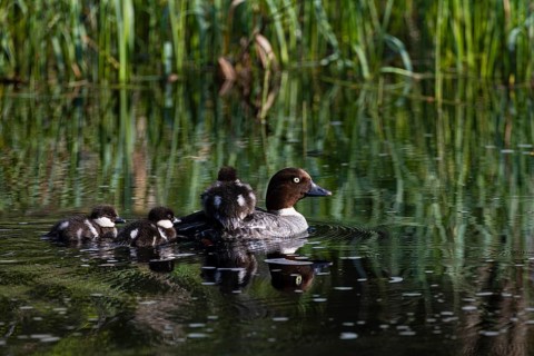 Common goldeneye (Bucephala clangula), female with three chicks swimming on a river, Sanginjoki