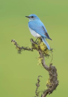 Mountain Bluebird (Sialia currucoides) male perched on a branch, British Columbia, Canada