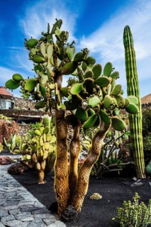 Jardin de Cactus with more than 10,000 cacti by Cesar Manrique, Guatiza, Lanzarote, Canary Islands,