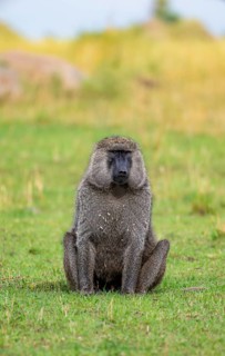 Anubis baboon or green baboon (Papio anubis) sitting in the grass, male, Murchison Falls National