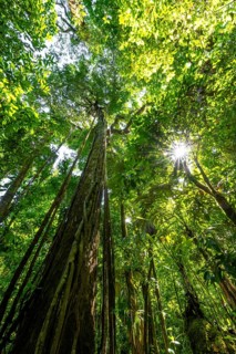 Dense vegetation in the tropical rainforest, roots of a strangler fig on a tree, view upwards, Sun
