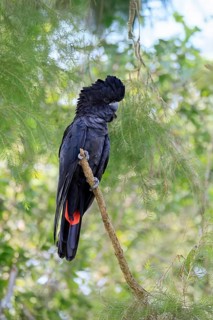 Red-tailed Cockatoo (Calyptorhynchus banksii), Banks' Cockatoo, adult, male, perch, alert,