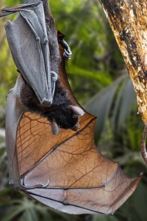 Lyle's flying fox (Pteropus lylei) native to Cambodia, Thailand and Vietnam hanging upside down and