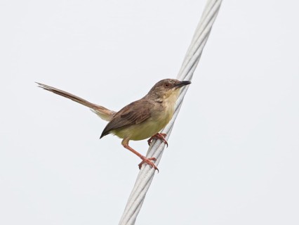 Jungle Prinia (Prinia sylvatica), Sri Lanka