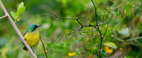 Forest Sunbird, (Anthodiaeta collaris), (Anthreptes collaris), animals, birds, perching, honey