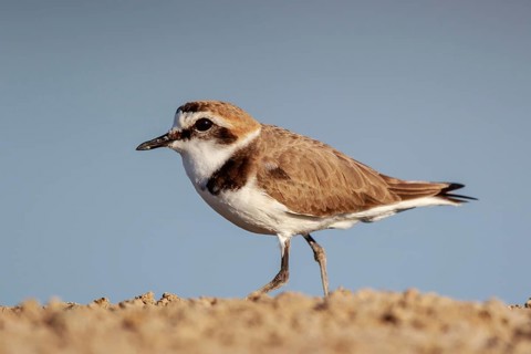 Kentish Plover (Charadrius alexandrinus) male, Lesvos, Greece