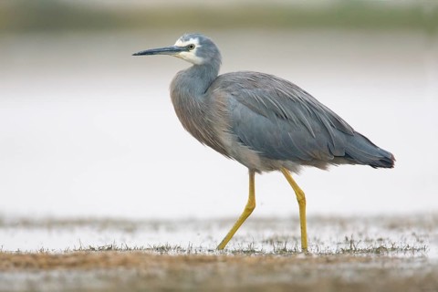 White-faced Heron (Egretta novaehollandiae), Victoria, Australia