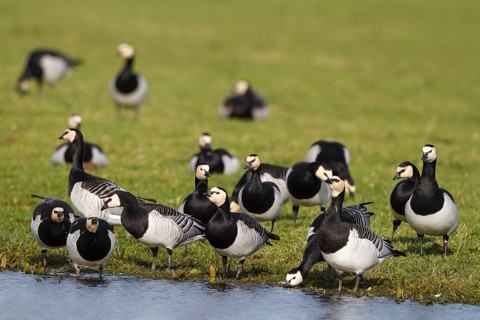Barnacle Goose (Branta leucopsis) foraging, Netherlands
