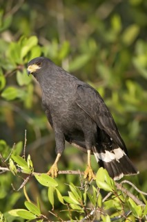 Common Black Hawk Buteogallus anthracinus San Blas, Nayarit, Mexico 28 March Adult Acciptridae