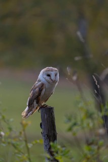 One barn owl (Tyto alba) sitting on a fence post in late evening light. Some fall foliage in the