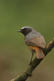 Common Redstart (Phoenicurus phoenicurus) male, Netherlands