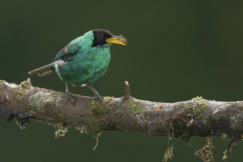 Green Honeycreeper (Chlorophanes spiza) male, Costa Rica