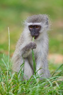 Vervet Monkey, (Chloroebus pygerythrus), vervet monkey, monkey, monkeys, primate, primates, family