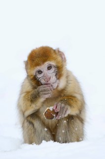 Barbary macaque or magot (Macaca sylvanus), young animal sitting in the snow and eating, winter,